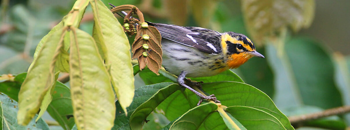 Blackburnian Warblers breed in North America's eastern coniferous forests, and winter in the montane forests of northern South America. Photo by Joe Tobias