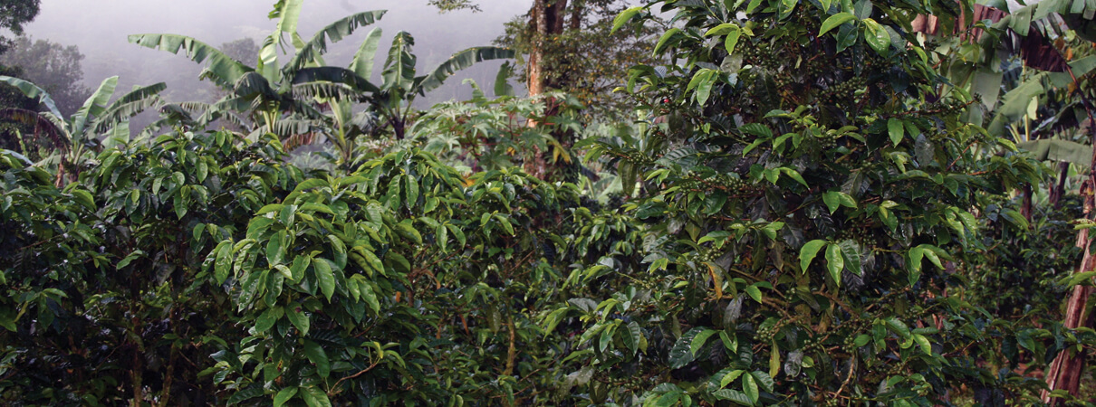 Shade-grown coffee supports a diversity of bird life, because the coffee plants grow in the shadows of taller trees that provide shelter and habitat for birds and their prey items. Photo by Georges Duriaux