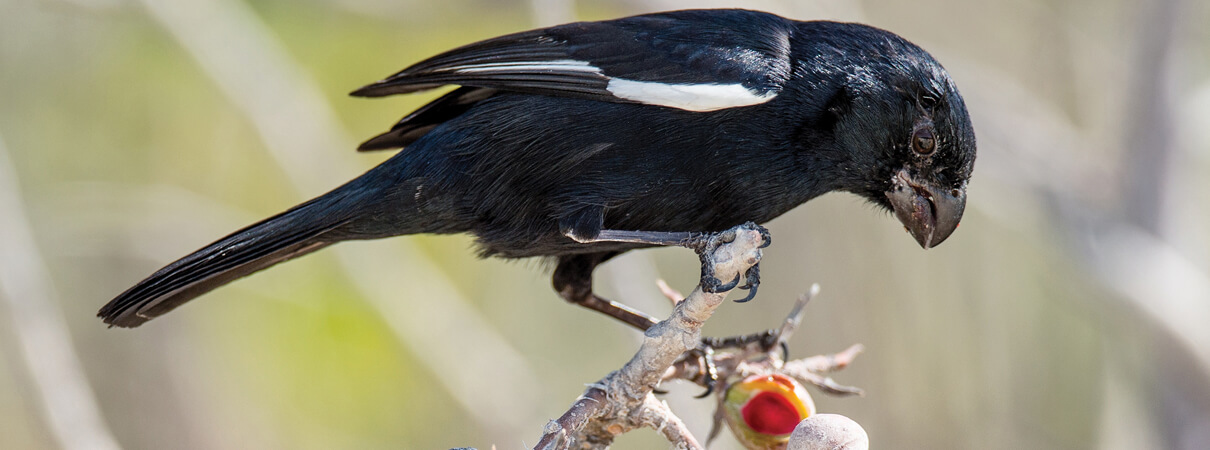 The Cuban Bullfinch is found only on Cuba and Grand Cayman. Although the species is not considered threatened, it is increasingly impacted by illegal collection for the pet trade. Photo by Sergey Uryadnikov/Shutterstock