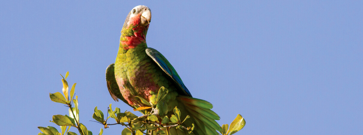 Illegal collection for the pet trade impacts several of Cuba's bird species, including the Cuban Parrot shown here. Photo by Elliotte Rusty Harold/Shutterstock