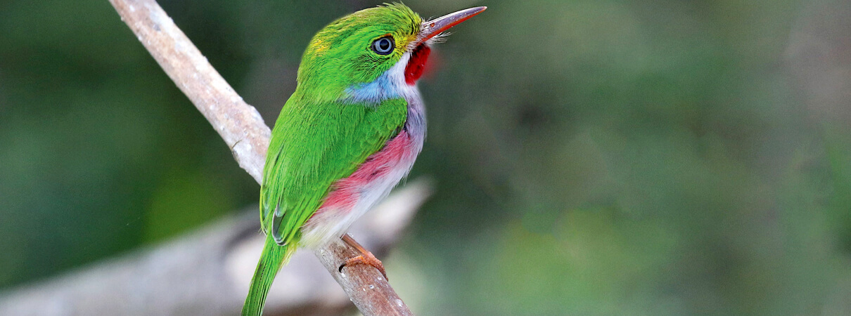 The brilliantly colored Cuban Tody is endemic to Cuba and a few of its coastal islands. Photo by Arturo Kirkconnell