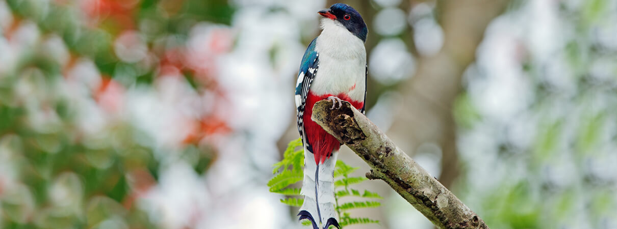 The Cuban Trogon is the country's national bird, because its colors match those of the Cuban flag. Photo by Sergey Uryadnikov/Shutterstock