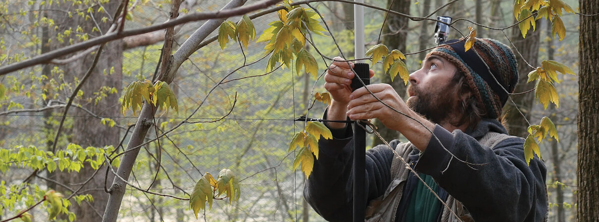 Doug Raybuck, a graduate student in biology at Arkansas State University, puts up a mist net to recapture Cerulean Warblers returning to their nesting habitat in Pennsylvania's Allegheny National Forest. Photo by Aditi Desai.