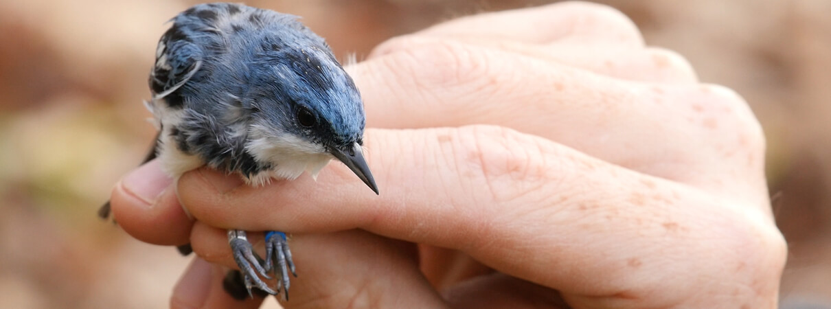 Elmer the Cerulean Warbler is held gently after being recaptured in a mist net. The geolocator on his back will be removed, and the data it contains will help biologists better understand the conservation needs of Cerulean Warblers and other migratory songbirds. Photo by Aditi Desai.