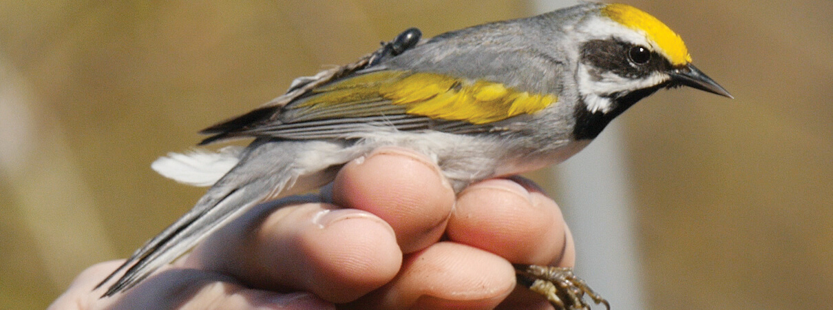 A Golden-winged warbler wearing a geolocator. Photo by Aditi Desai.