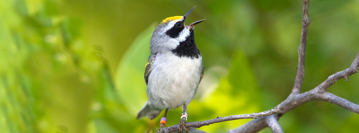 Golden-winged Warblers nest in North America, but spend their winters in Central and South America. Photo by Cal Vornberger/Alamy Stock Photo