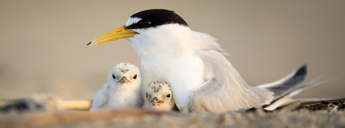  Least Terns are among the four priority species for ABC's Gulf Conservation Program, which was launched in response to the 2010 BP Deepwater Horizon oil spill. Photo by Ray Hennessy/Shutterstock