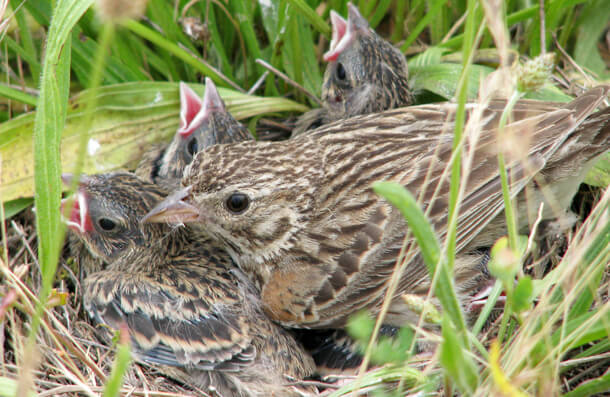 Without ESA protection, the Oregon Vesper Sparrow faces a grim future.