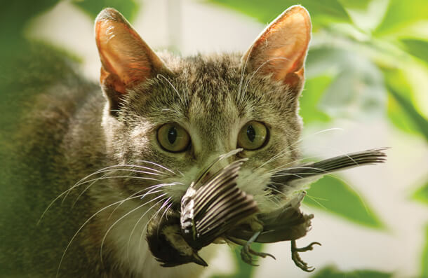 Cats kill an estimate 2.4 billion birds annually in the U.S. alone. Photo by Vasily Vishnevskiy.