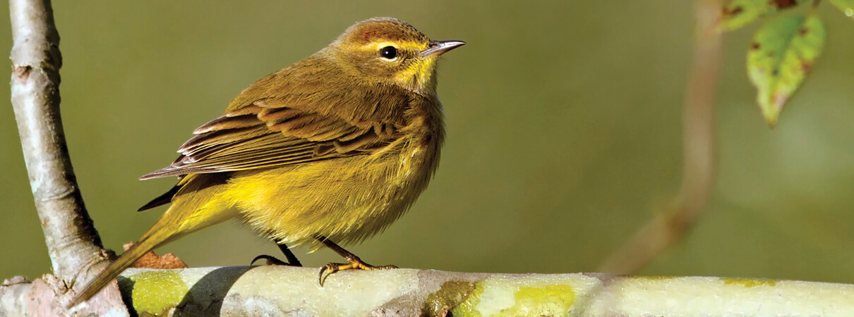To support their entire life cycle, Palm Warblers require healthy bogs and coniferous forests in Canada and the northern United States—where they breed each summer—and open, grassy habitat in Florida, the Caribbean, and Central America during the winter months. Photo by Mark Johnson