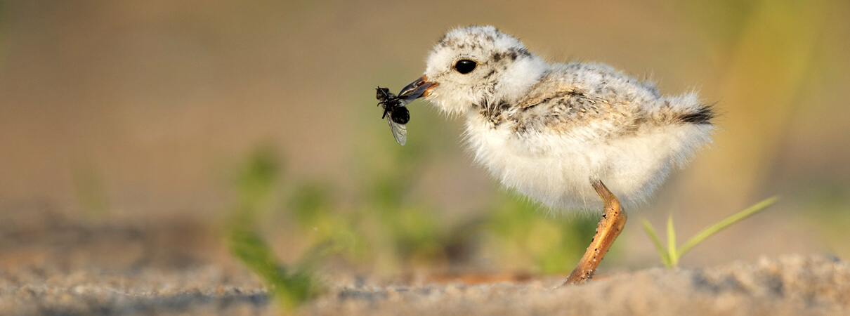 Piping Plovers spend their winters along the Gulf Coast, as well as the South Atlantic and Caribbean coasts. They migrate north each spring to nest and raise their young. Photo by Ray Hennessy/Shutterstock