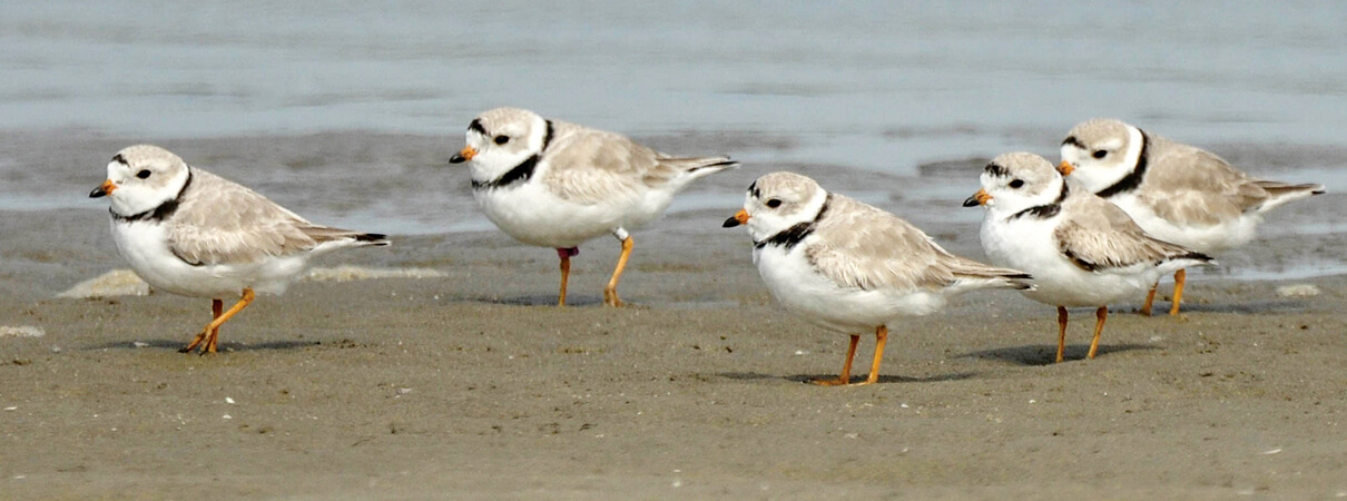 Cuba is the most important wintering ground for Piping Plovers and several other migratory birds. Photo by Ed Konrad