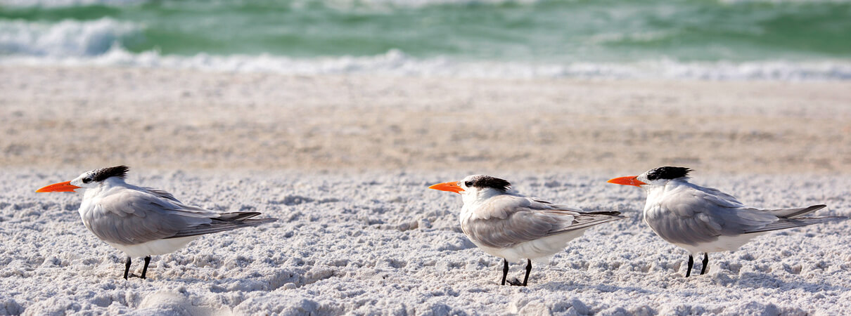A trio of Royal Terns rest on the bright sand of a Florida Gulf Coast beach. Photo by Levrani/Shutterstock