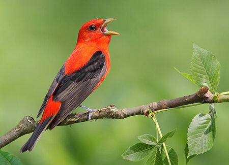 Scarlet Tanager male in full song. Photo by Dan Behm