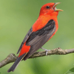 Scarlet Tanager. Photo by Dan Behm.