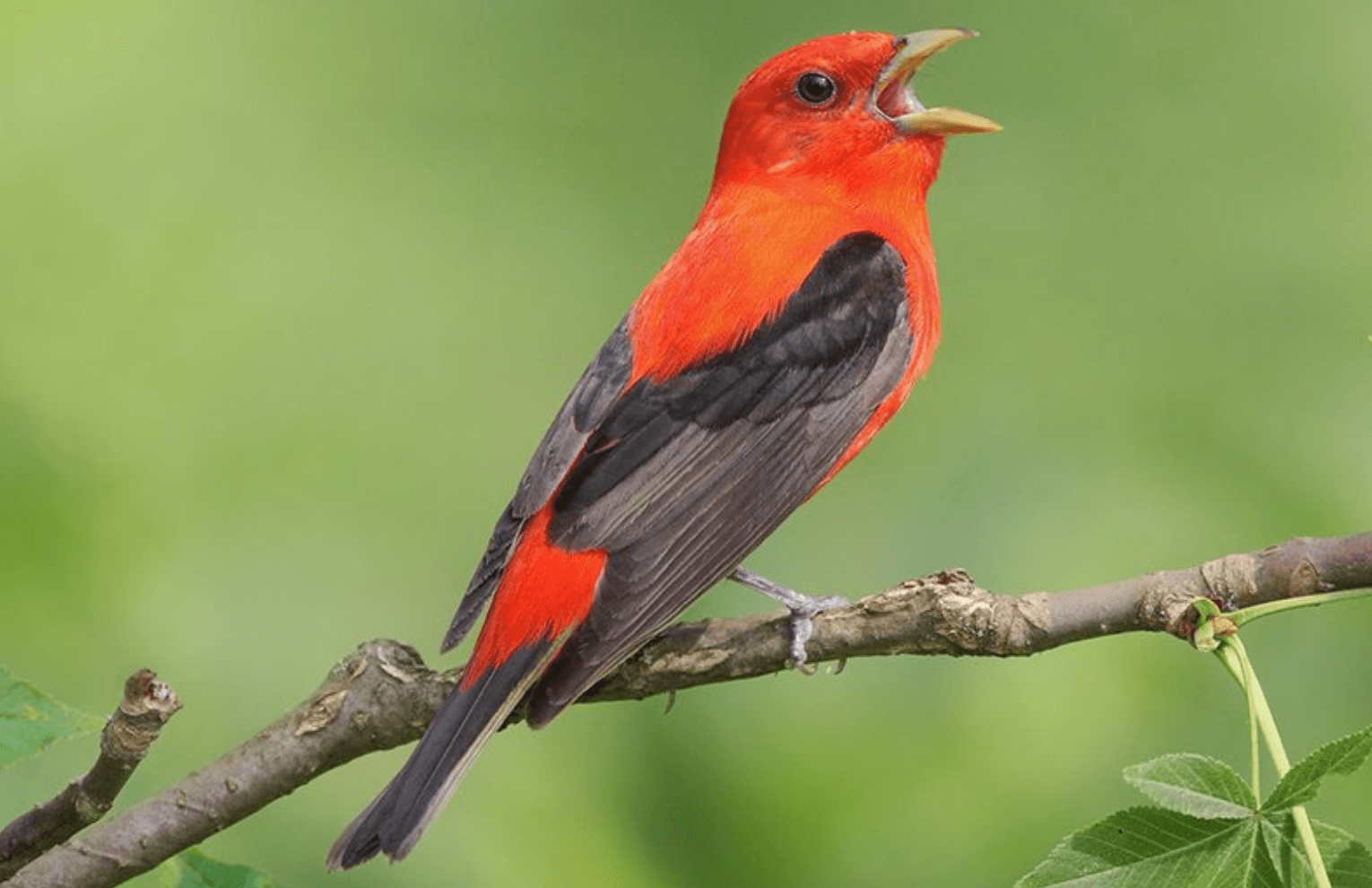 Birds of the Sugarbush: Scarlet Tanager