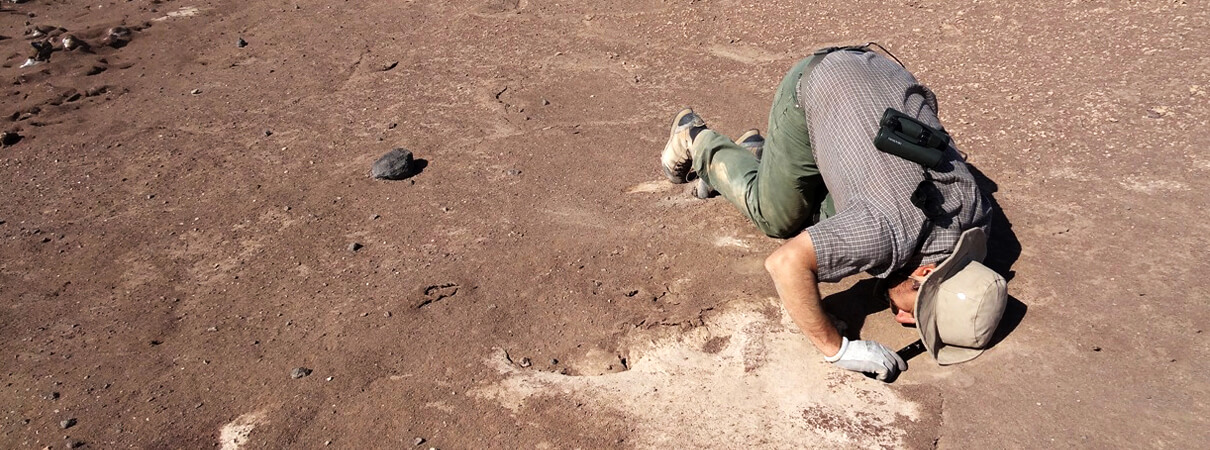An ROC team member examines a Markham's Storm-Petrel nesting burrow in the Chilean desert. Photo by Heraldo Ramírez
