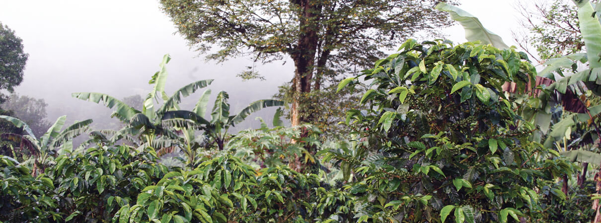 Shade-grown coffee offers migratory birds the shelter and habitat they require while providing a necessary income for Latin American coffee farmers. Photo by Georges Duriaux