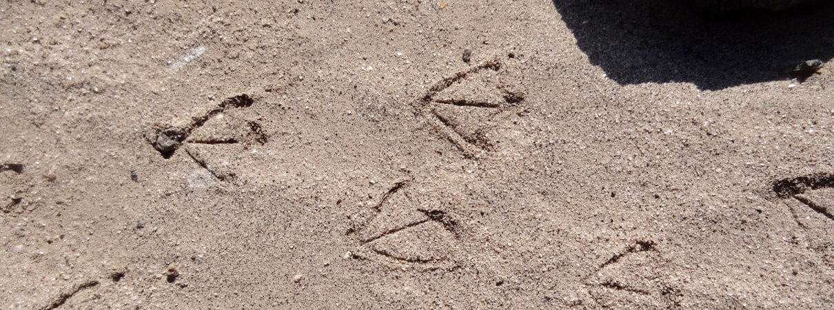 Markham's Storm Petrel footprints in the desert sand near a nesting burrow. Photo by Heraldo Ramírez