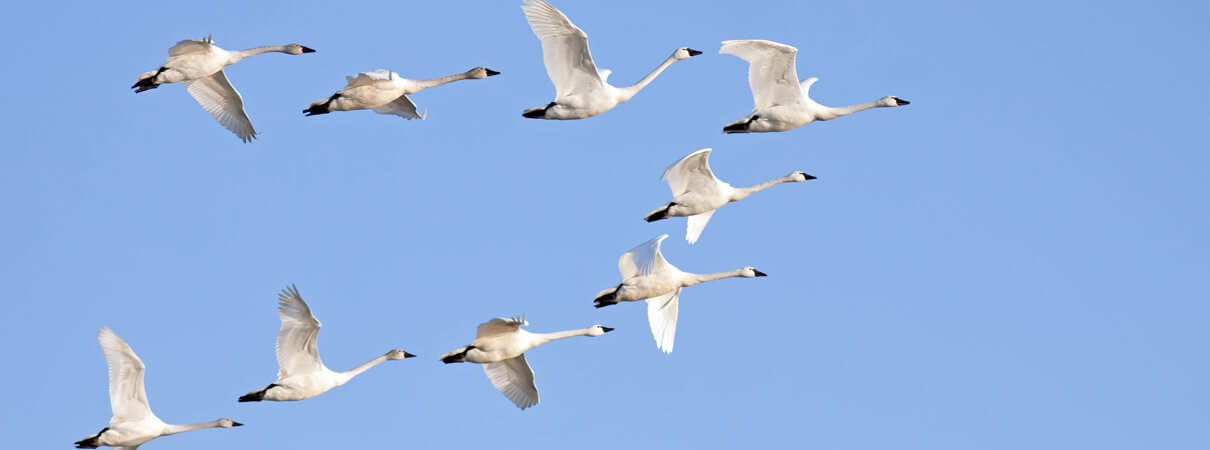 Tundra Swans travel in flocks while migrating and during the winter months, but separate into breeding pairs when they return to the Arctic tundra to breed each summer. Photo by Delmas Lehman/Shutterstock
