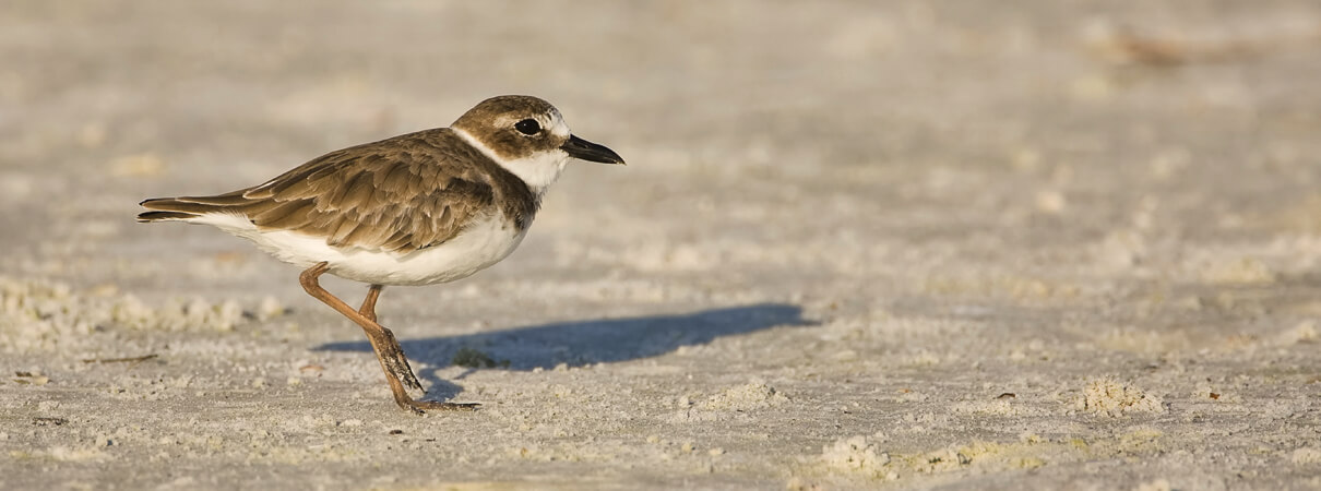 Wilson's Plovers spend the winter months in Central and South America before returning to their breeding grounds on Texas' coast. Photo by Norman Bateman/Shutterstock