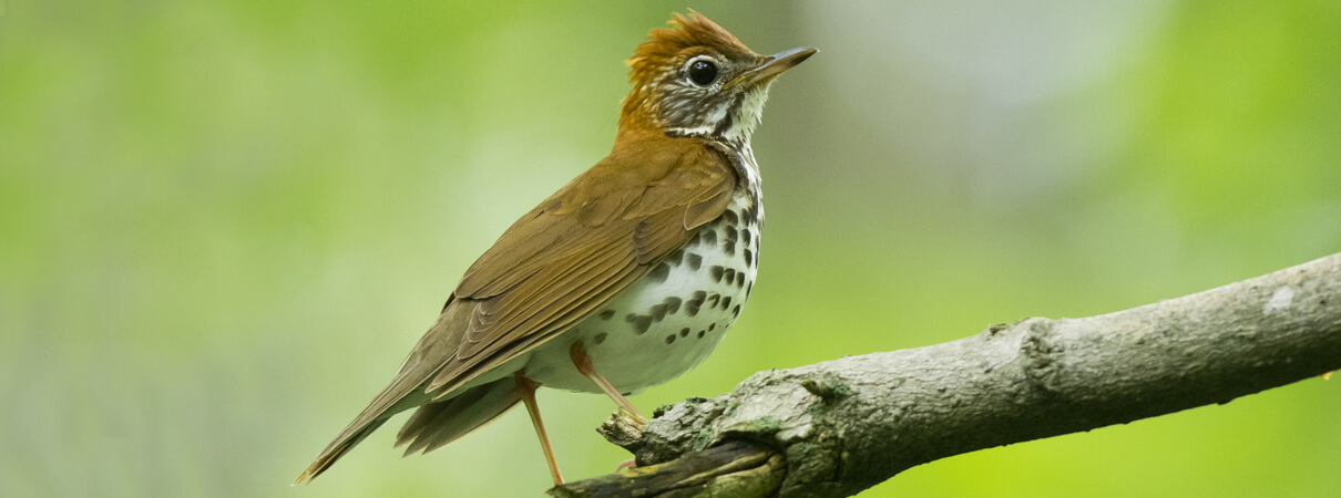 Although still relatively common, Wood Thrush populations declined by more than 60 percent in the years 