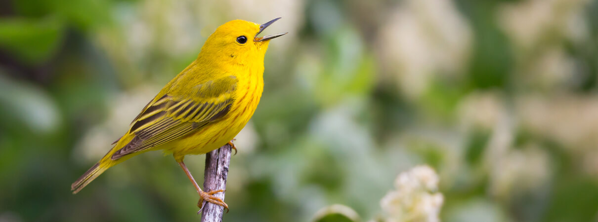 Yellow Warblers nest throughout much of North America, and winter in Central America and northern South America. Photo by Double Brow Imagery/Shutterstock