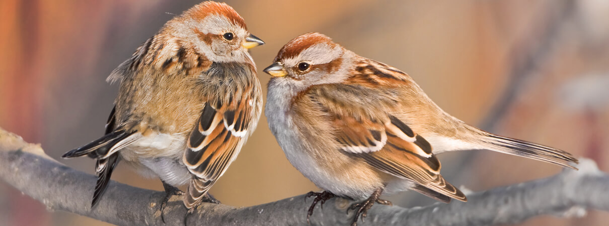 American Tree Sparrows are one species among hundreds that are killed by wind turbines. Photo by Tania Thomson/Shutterstock