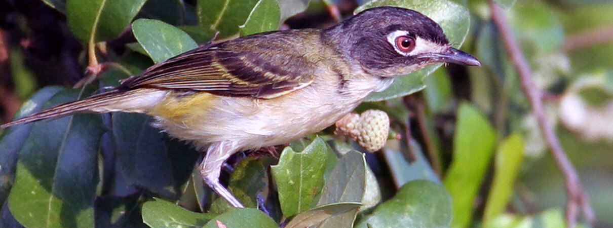 Listed as federally endangered in 1987, the Black-capped Vireo is threatened by habitat loss and nest predation and parasitism. However, successes in addressing these threats led to a 2016 proposal that the species be removed from the list. Photo by Bill Hubick