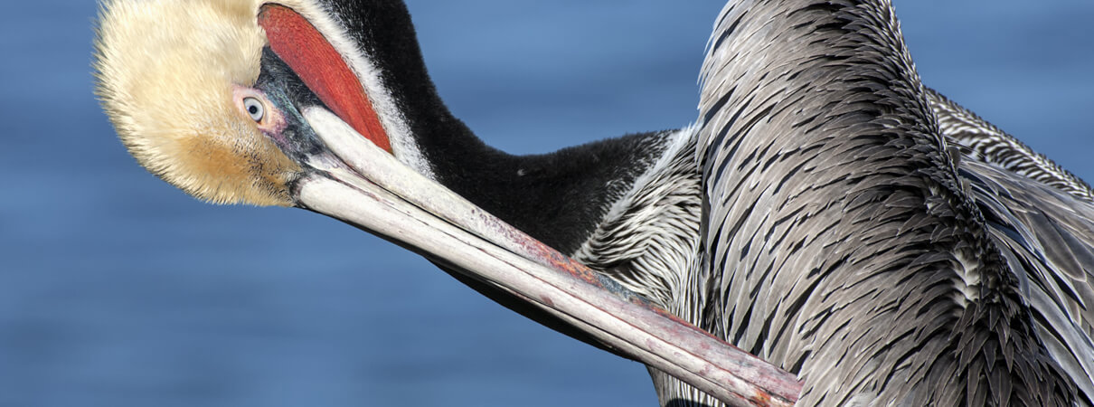 Once threatened with extinction, the Brown Pelican has recovered to the point that it is no longer listed under the U.S. Endangered Species Act. Photo by David Osborn/Shutterstock