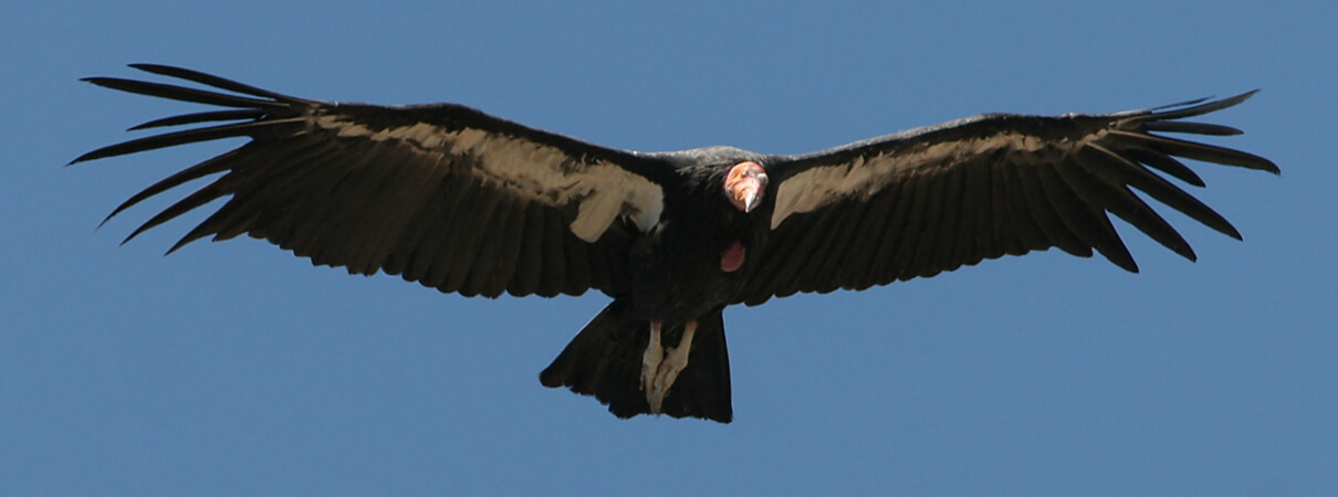 In a bold effort to save the species, the last wild California Condor was captured in 1987, bringing the wild population to zero and the captive population to just 22 individuals. Several years later, the first of many captive-raised California Condors were released back into the wild. Today, the species' survival remains precarious, with an overall population of 435—wild and captive—birds in December 2015. The species continues to be listed as endangered under the U.S. Endangered Species Act. Photo by Jeff Blincow