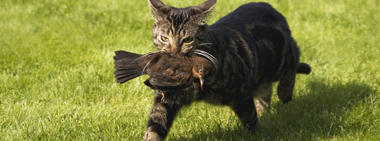 In the United States alone, cats kill an estimated one billion birds every single year. Photo by Thijs Schouten Fotografie/Shutterstock