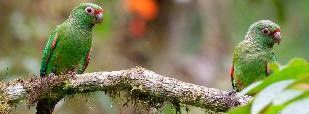 El Oro Parakeet blog post. Photo by