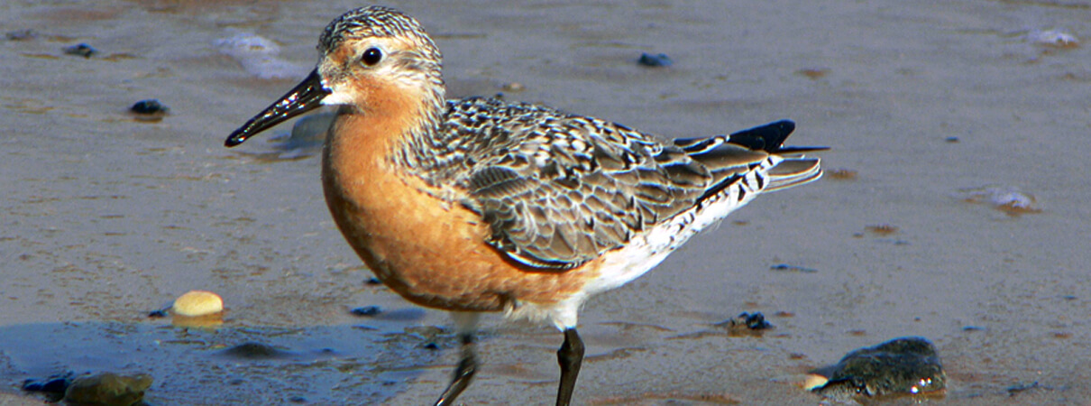 The American subspecies of the Red Knot — the rufa Red Knot — is listed as threatened under the Endangered Species Act. Over-harvest of horseshoe crabs in Delaware Bay is a key factor in the species' decline. Photo by Mike Parr