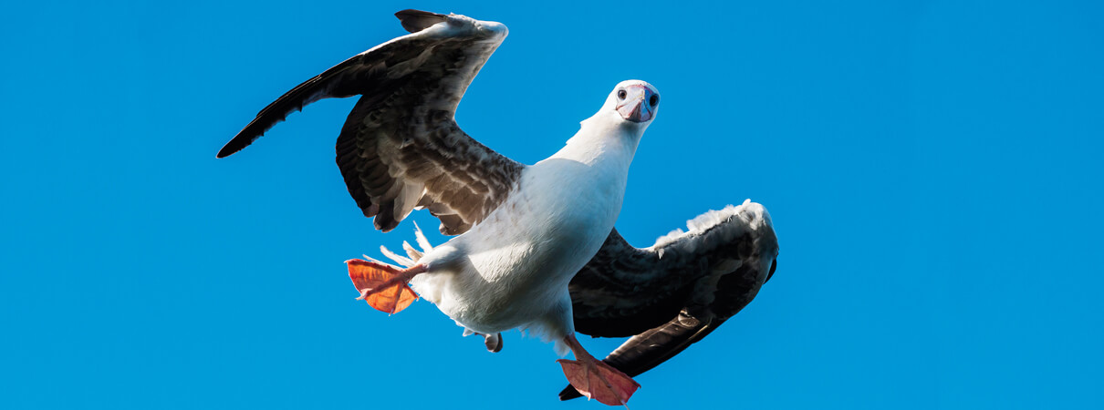 The Palmyra Atoll is a tiny tiny dot in the Pacific 1,000 miles south of Hawai'i that provides nesting habitat for more than a million seabirds, such as this Red-footed Booby. It is also the site of an Invelox wind energy installation. Photo by Cláudia Brasileiro Martins Kagiyama