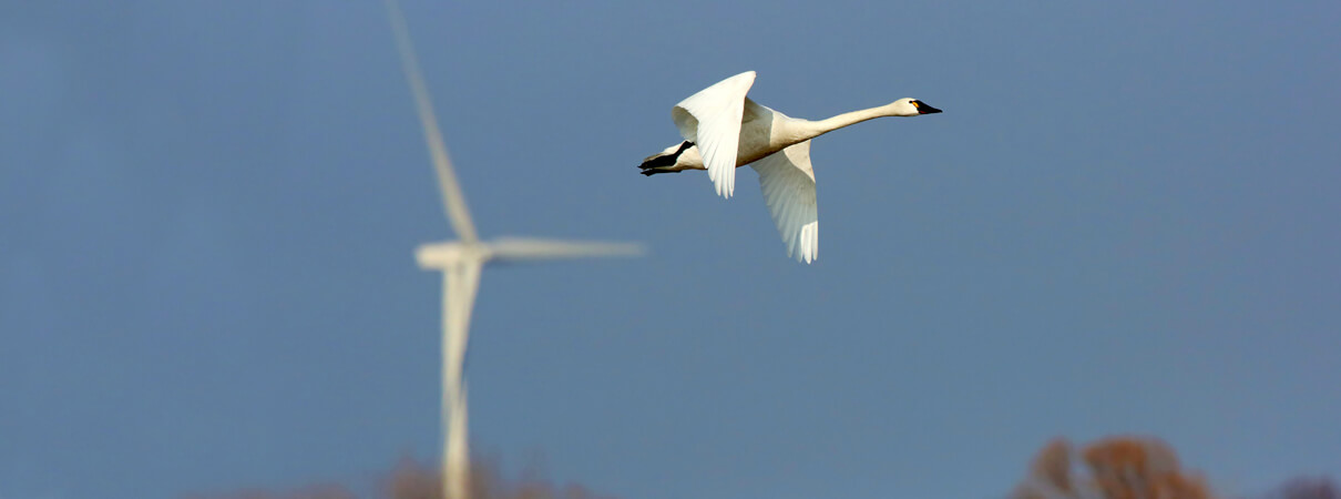Federal incentives may help encourage wider adoption of bird-friendly practices with wind energy development projects. Photo by Brian Lasenby/Shutterstock