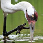 Bird conservation success: Whooping Crane. Photo by Laura Rowan