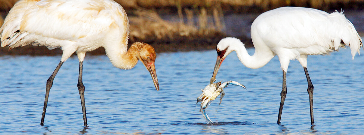 Bird conservation success story: the Whooping Crane. Photo by Brian Small.