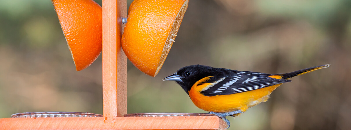 Like many of the birds protected by the Migratory Bird Treaty Act, the Baltimore Oriole is not listed as threatened or endangered under the Endangered Species Act, and thus receives no protections from the ESA. Photo by Mike Truchon/Shutterstock