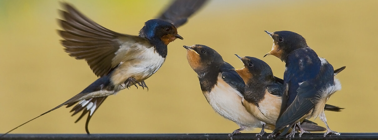 Barn Swallows are found on every continent of the world except Antarctica, and are often featured in literature, paintings, and other cultural works. Photo by KOO/Shutterstock
