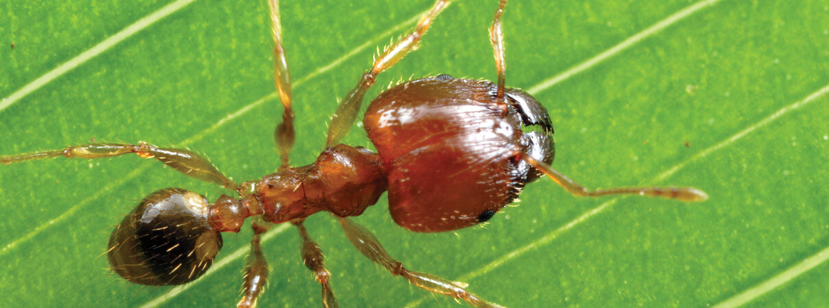 Big-headed ants (Pheidole megacephala), originally from Africa, likely eliminated whole suites of insects and other arthropods when they arrived on the Hawai'ian Islands at the turn of the 19th century. Photo by Alex Wild