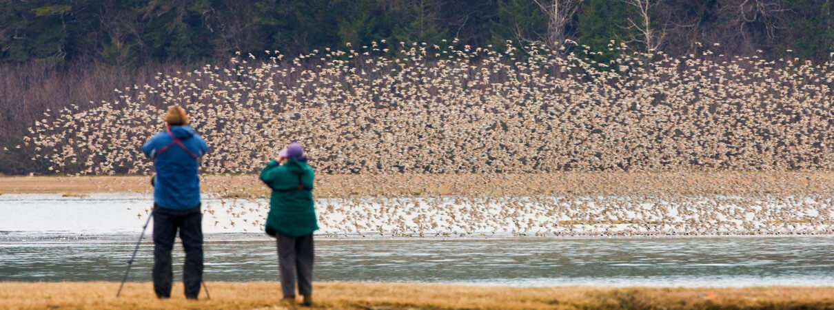 Birdwatchers and ecotourists inject billions of dollars into the economy every year. Photo by Ron Niebrugge/Alamy Stock Photo