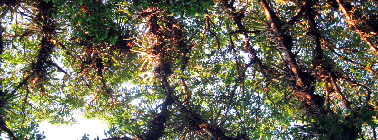 Bromeliads crowd the branches overhead in Serra du Urubu. Photo by Bennett Hennessey