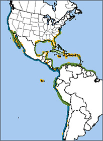 Brown Pelican map courtesy of NatureServe