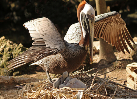 Brown Pelican shading chicks, Julie Rubacha, Shutterstock