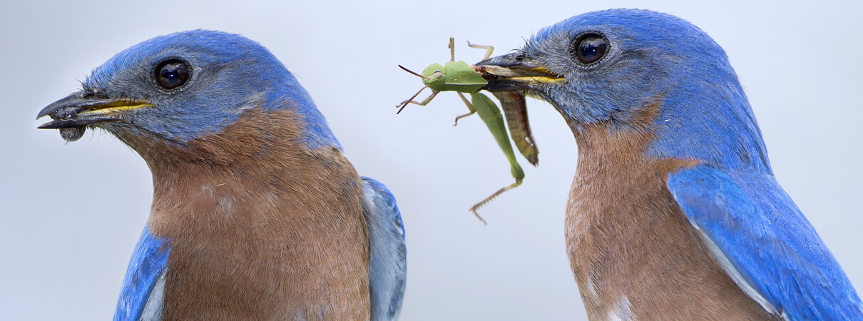 Eastern Bluebirds are among the many species of birds protected by the Migratory Bird Treaty Act that provide ecological services—such as pest control—that are worth billions in the US economy. Photo by Bonnie Taylor Barry/Shutterstock