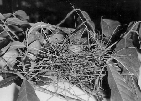 First recorded Bearded Bellbird egg, Ted Hill