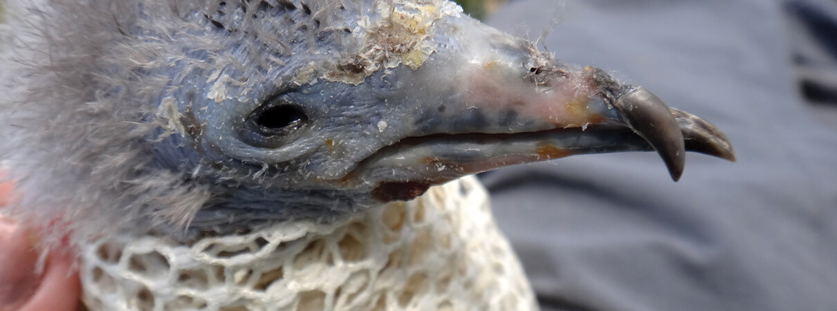 Newell's Shearwater chick with severe ant damage to eye and bill. Photo by Sheldon Pentovich/USFWS
