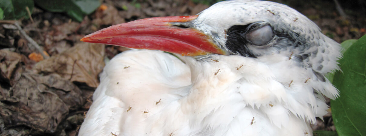 This Red-tailed Tropicbird is covered with yellow crazy ants on Johnston Atoll. Photo by Stefan Kropidlowski/USFWS