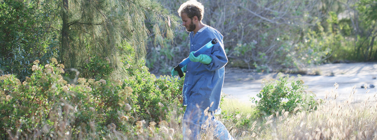 USFWS technician applying bait to yellow crazy ant colonies on Johnston Atoll. Photo by USFWS